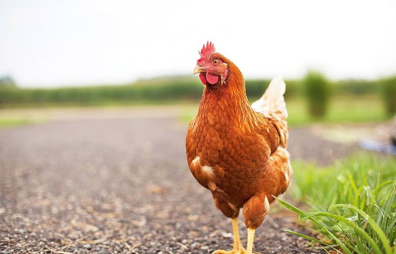 Descubre el Mundo de Chicken Road en España: Juego de Azar Online